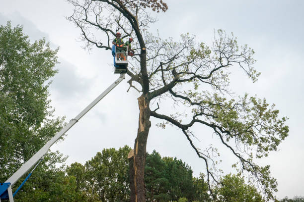 Best Commercial Tree Services  in Cave Spring, VA